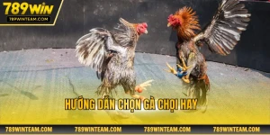 Hướng dẫn chọn gà chọi hay